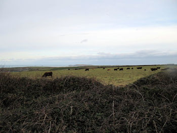 Sheep grazing in a field