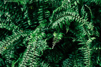 Full frame shot of green leaves