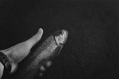 Cropped hand holding fish