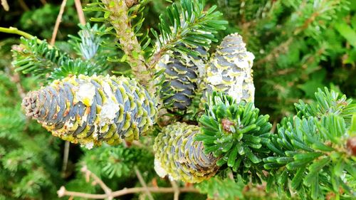 Close-up of flowering plant