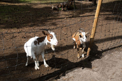 High angle view of goat