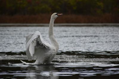 View of swan flapping it's wings on lake