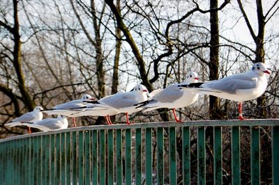 Seagulls perching