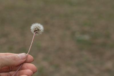 Close-up of hand holding dandelion flower