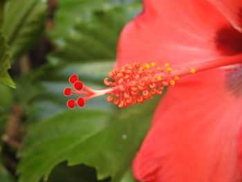 Close-up of red hibiscus flower