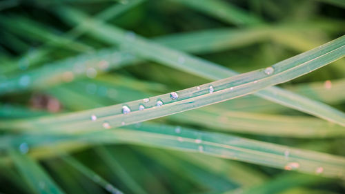 Close-up of wet grass