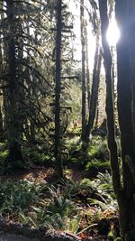 Sunlight streaming through trees in forest