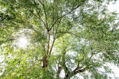 Low angle view of trees against sky