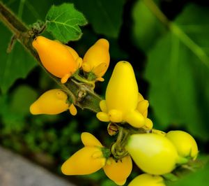 Close-up of yellow flower