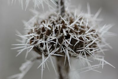 Close-up of spider web on plant during winter