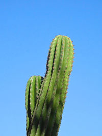 Close-up of succulent plant against clear blue sky