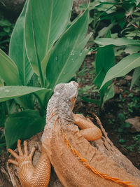 Close-up of lizard on plant