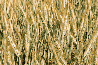 Full frame shot of wheat field