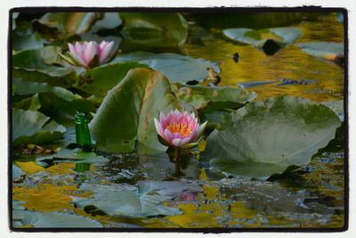 Lotus water lily in pond