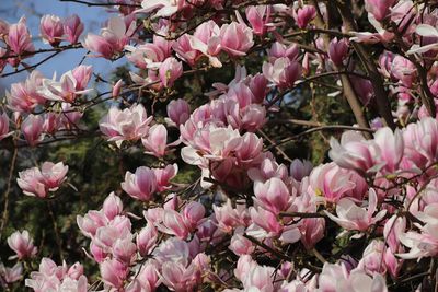 Close-up of pink cherry blossoms