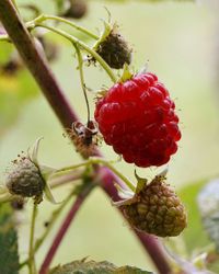 Close-up of red berries on plant