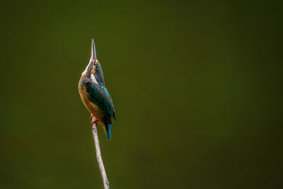 Low angle view of bird flying against sky