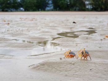 High angle view of crab on beach