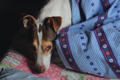 Close-up of dog relaxing on bed