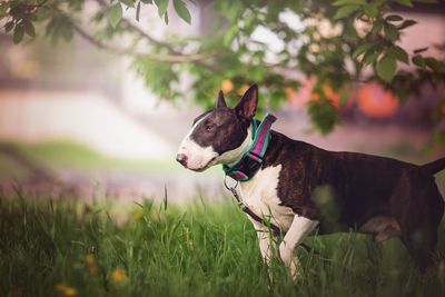 Dog looking away on field