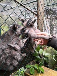 Midsection of person eating cat in zoo