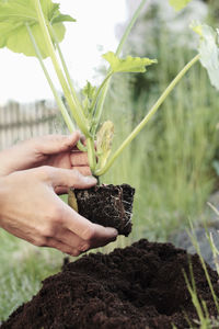 Cropped image of hands planting in back yard