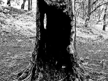 Close-up of tree trunk in forest