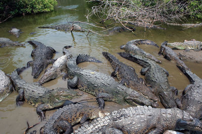 High angle view of crocodiles in lake