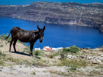 Side view of a donkey against calm lake