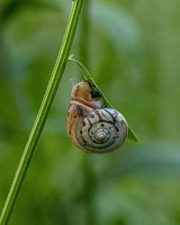 Close-up of snail on leaf