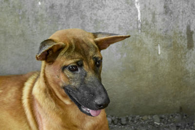 Close-up portrait of a dog