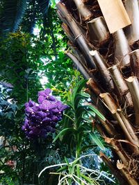 Low angle view of plants