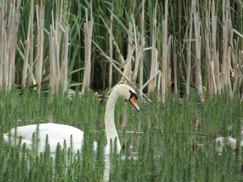 Swan swimming on lake