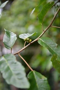 Close-up of green leaf on plant