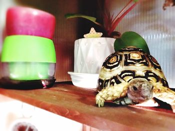 Close-up of snake on table