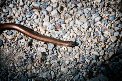 High angle view of lizard on pebbles