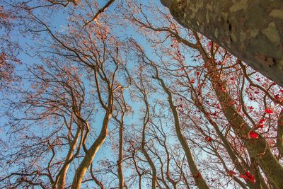 Low angle view of flower tree against sky