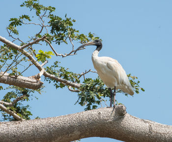 Low angle view of ibis bird perching on tree against sky