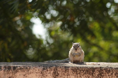 Close-up of squirrel on retaining wall against trees