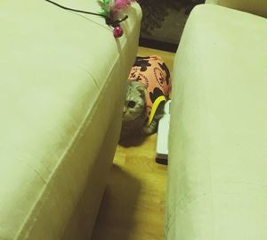 High angle view of cat