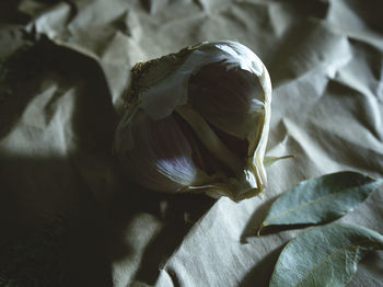 Close-up of flower