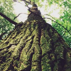 Low angle view of tree trunk