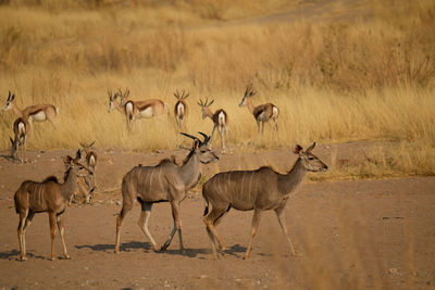 Deer on field