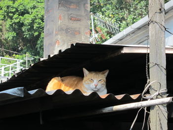View of cat on rooftop