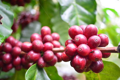 Close-up of cherries growing on tree