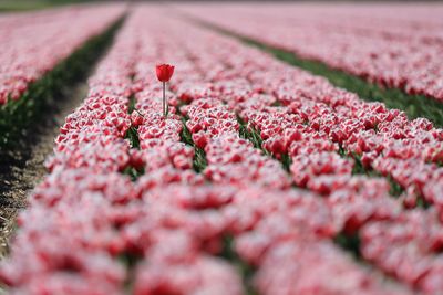 Close-up of pink flower