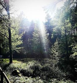 Sun shining through trees