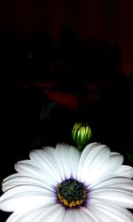 Close-up of flower blooming outdoors