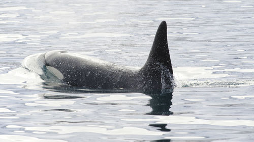 Killer whale swimming in sea at iceland