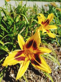 Close-up of day lily